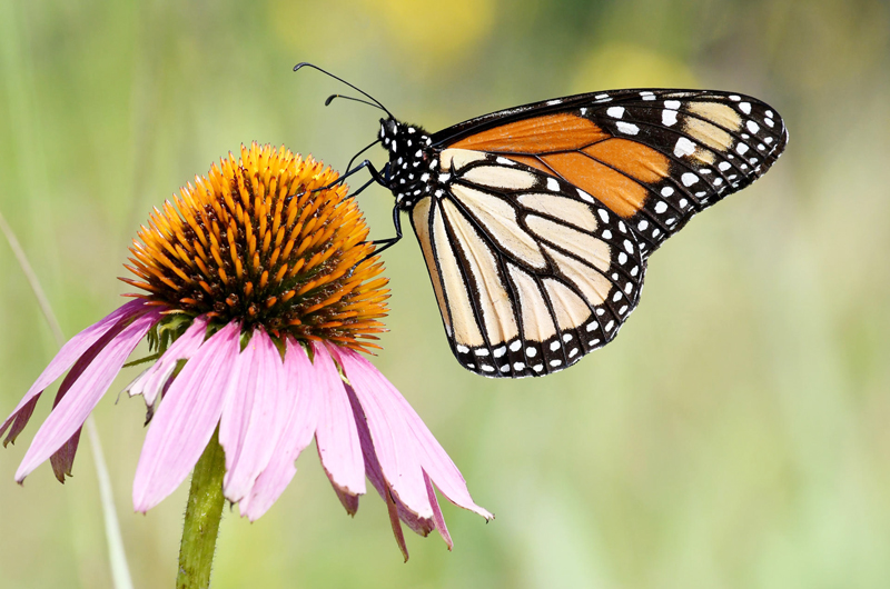 Agencia de EE.UU propone registrar a la mariposa monarca como especie amenazada