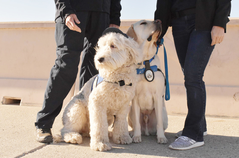 Perros de apoyo emocional ayudan a bomberos que combaten el fuego en California