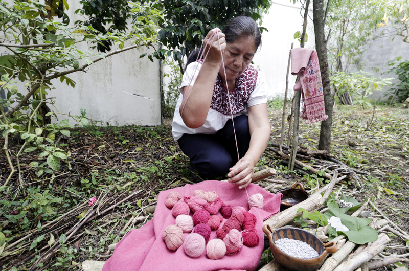 Mujeres preservan crianza de grana cochinilla para obtener el color rojo natural en México