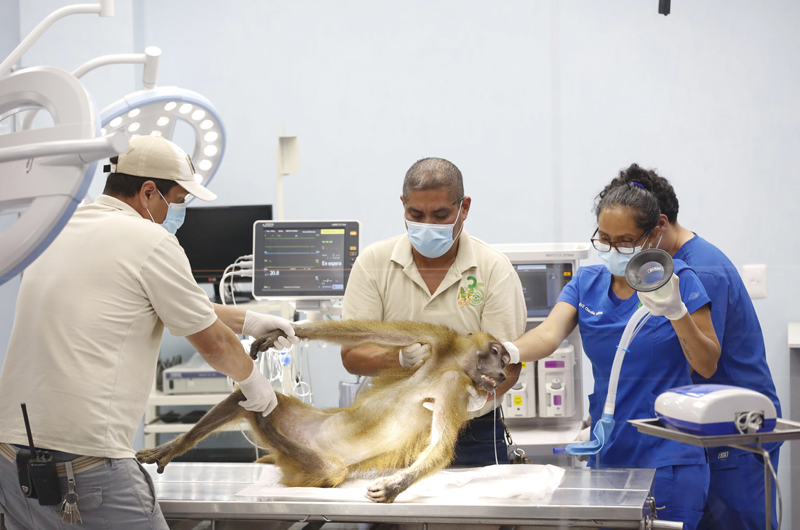 Un zoológico en México exhibe al público la atención clínica a 300 especies de animales