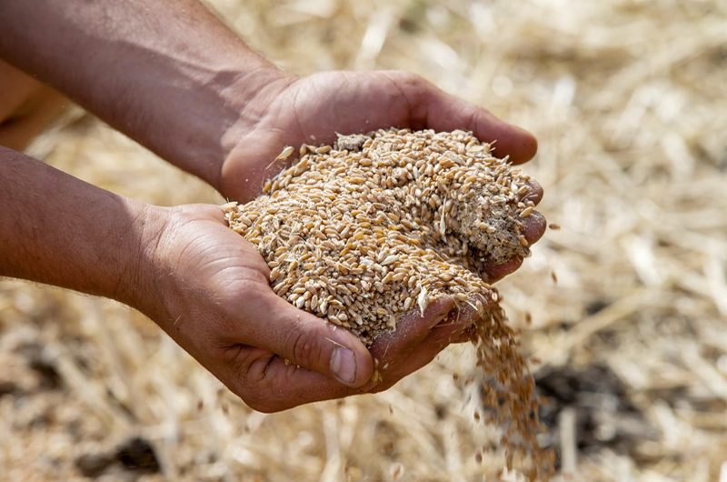 EEUU confía que Rusia aceptará extender el acuerdo sobre el grano 