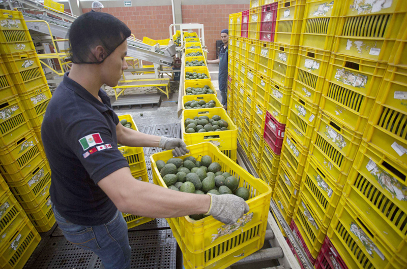 Productores mexicanos de aguacate exportarán unas 110 mil toneladas para el Super Bowl LIX 