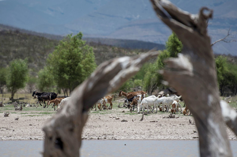Expertos lamentan que México abandone su compromiso climático en plena sequía