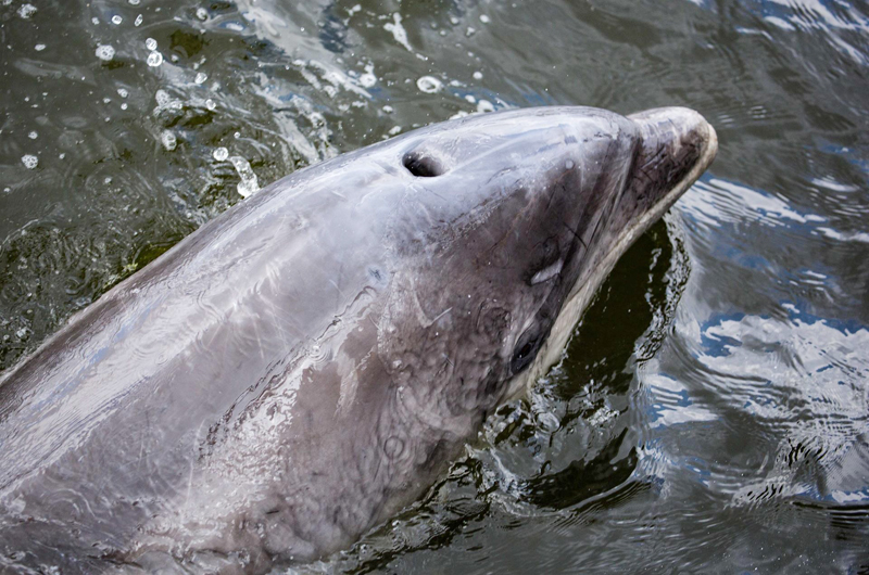Descubren en Florida el segundo caso conocido de un cetáceo con gripe aviar 