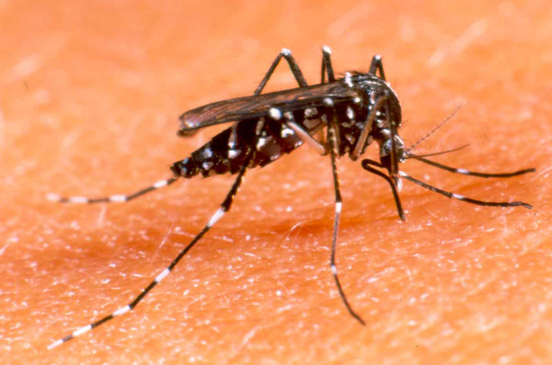 Sugieren prevenir picadura de mosquito transmisor de dengue y zika