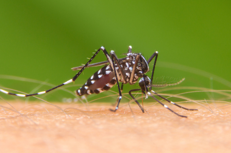 Uso de ovitrampas genera resultados positivos en el combate al dengue 