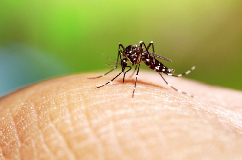Desarrollan técnica que detecta virus del dengue en torrente sanguíneo