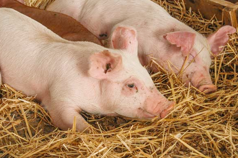 México se prepara para ataque biológico de peste porcina 