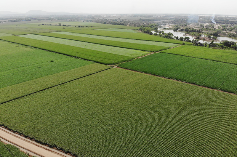 Agricultores mexicanos de maíz buscan elevar producción con nueva tecnología