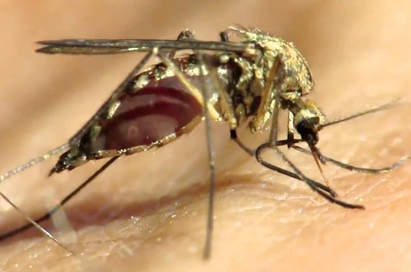 Desarrollan tecnología para uso en vacunas contra el Zika y Dengue