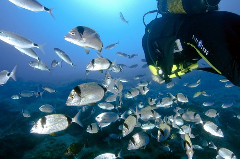 NASA invita a cuatro universidades a proyecto para proteger vida marina