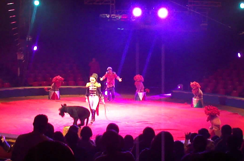 Circos mexicanos se mudan a EUA ante prohibición del uso de animales
