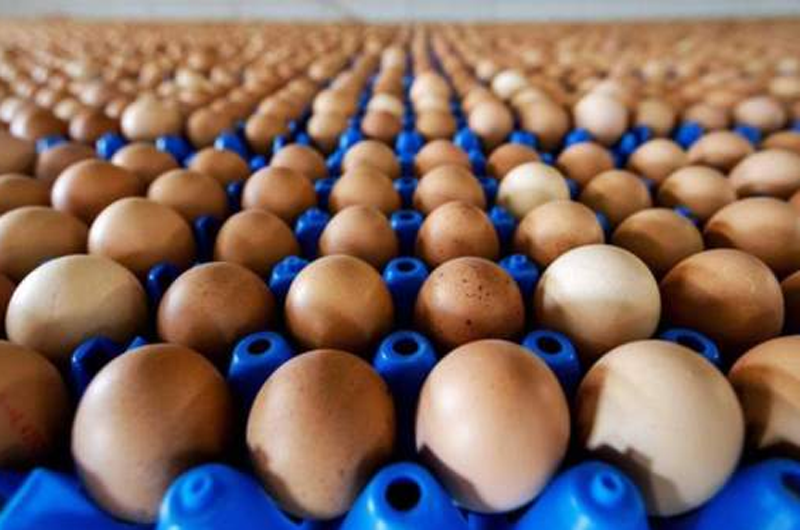 Retiran en EUA más de 200 millones de huevos por temor a Salmonela