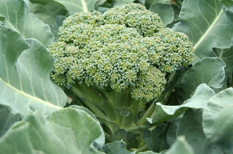 IMSS recomienda consumo de brócoli crudo por propiedades contra cáncer