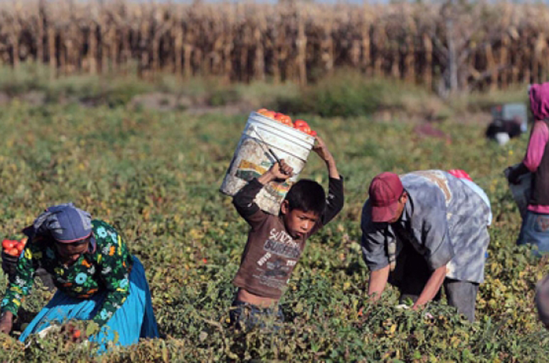 Trabajan 98 millones de niños en sector agrícola: FAO